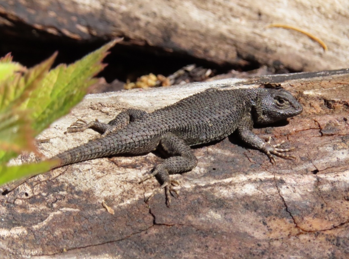 Western Fence Lizard